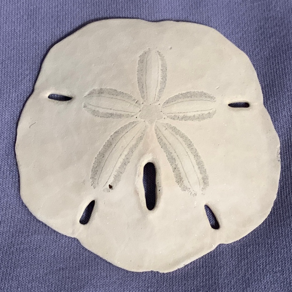 Sand dollar sea cookie #2